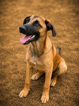 Shepherd and Beagle Dogs Available for Adoption in VERNON ROCKVL, Connecticut - Thursday | PetCurious