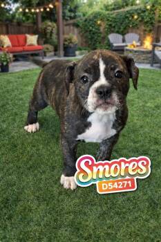 French Bulldog and Pit Bull Terrier Dogs Available for Adoption in Clarksville, Tennessee - Smores | PetCurious