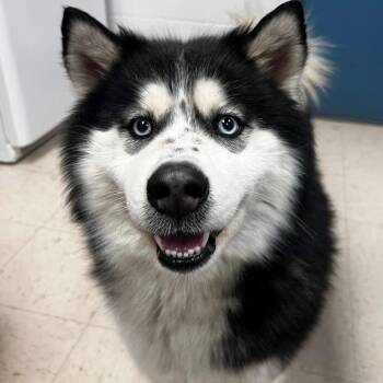 Siberian Husky Dogs Available for Adoption in Blaine, Minnesota - Jelly Bean | PetCurious