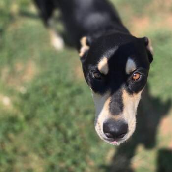 Lila -  German Shepherd Dog Dog for Adoption in Midland, Texas - Lila | PetCurious