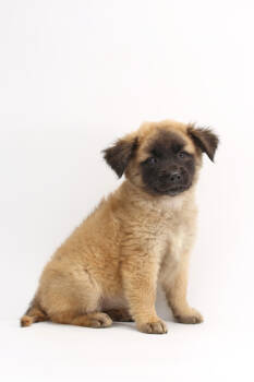 Rescue Australian Shepherd and Mixed Breed Dogs for Adoption in Morton Grove, Illinois - Tiara | PetCurious