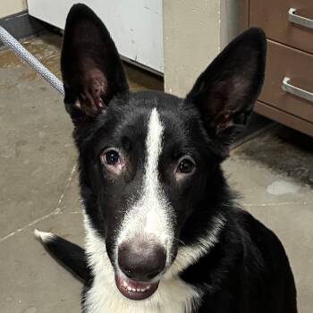 Oreo -  Border Collie and Mixed Breed Dog for Adoption in Yuma, Arizona - Oreo | PetCurious