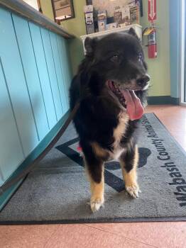 Gus -  Shepherd Dog for Adoption in Wabash, Indiana - Gus | PetCurious