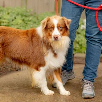 Theo -  Australian Shepherd Dog for Adoption in Chester Springs, Pennsylvania - Theo | PetCurious
