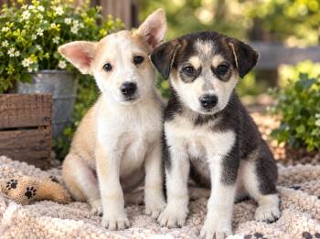 Sitka -  Siberian Husky Dog for Adoption in Brownstown, Indiana - Sitka | PetCurious