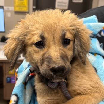 Shepherd and Mixed Breed Dogs Available for Adoption in Yuma, Arizona - Roku | PetCurious