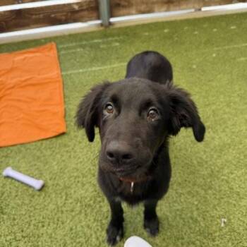 Sirus -  Labrador Retriever and Mixed Breed Dog for Adoption in Merriam, Kansas - Sirus | PetCurious