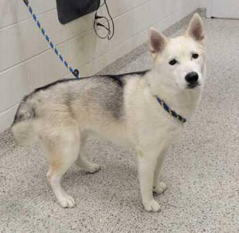 Persia -  Siberian Husky and Mixed Breed Dog for Adoption in Kansas City, Missouri - Persia | PetCurious
