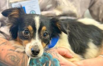 Kraut -  Papillon Dog for Adoption in Mahwah, New Jersey - Kraut | PetCurious