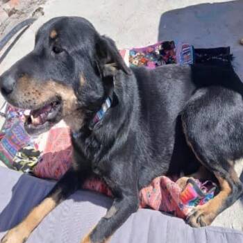 Mongoose -  Hound and Mixed Breed Dog for Adoption in Aldie, Virginia - Mongoose | PetCurious