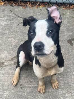 Yoshi -  Pit Bull Terrier Dog for Adoption in Chicago, Illinois - Yoshi | PetCurious