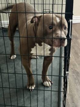 Rescue Pit Bull Terrier Dogs for Adoption in Fort Worth, Texas - Big Mac | PetCurious