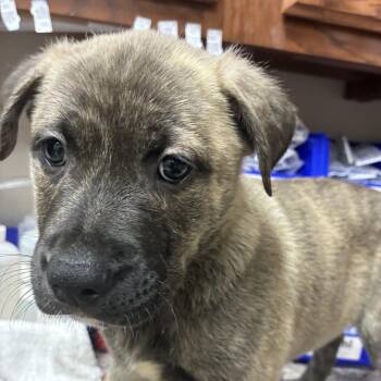 Chimney - 081202U -  Mountain Cur and Mixed Breed Dog for Adoption in Tupelo, Mississippi - Chimney - 081202U | PetCurious