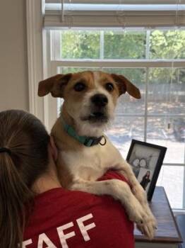 Muenster -  Terrier and Mixed Breed Dog Available for Adoption in Lawrenceville, Georgia - Muenster | PetCurious