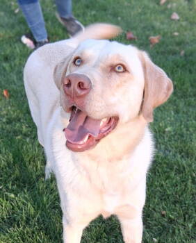 Rescue Yellow Labrador Retriever Dogs for Adoption in Cuyahoga Falls, Ohio - Goofball Toby | PetCurious