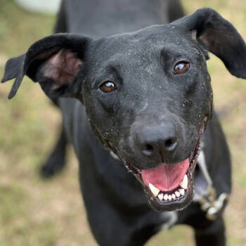 Rescue Labrador Retriever and Mixed Breed Dogs for Adoption in Marshall, Texas - Willow | PetCurious