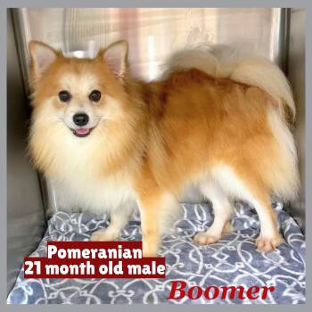 Boomer -  Pomeranian Dog for Adoption in Gilberts, Illinois - Boomer | PetCurious