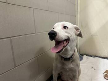 Mixed Breed Dogs Available for Adoption - PRINCESS GRACE | PetCurious