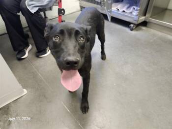 OTAMENDI* -  Belgian Shepherd Malinois and Catahoula Leopard Dog Dog for Adoption in Santa Cruz, California - OTAMENDI* | PetCurious