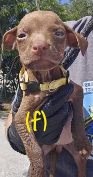 American Bulldog Dogs Available for Adoption in Lakeland, Florida - Walmart - Yellow | PetCurious