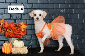 Rescue Poodle Dogs for Adoption in Mclean, Illinois - Freda (and Several Friends!) | PetCurious