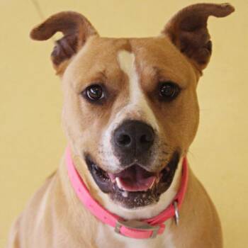 Rescue Pit Bull Terrier Dogs for Adoption in Lynchburg, Virginia - Socks | PetCurious