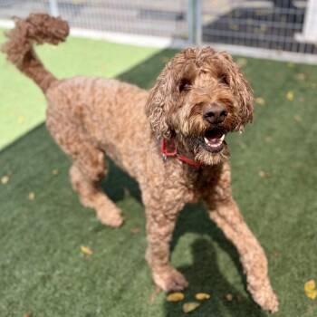 Nittany -  Golden Retriever and Standard Poodle Dog for Adoption in Fullerton, Pennsylvania - Nittany | PetCurious