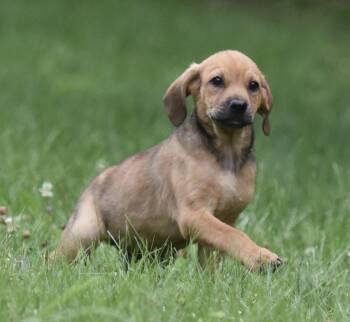 Waylon -  Shepherd and Retriever Dog for Adoption in Mechanicsburg, Pennsylvania - Waylon | PetCurious