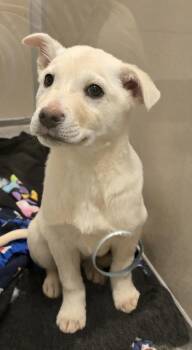 Husky and Labrador Retriever Dogs Available for Adoption - Moonie | PetCurious