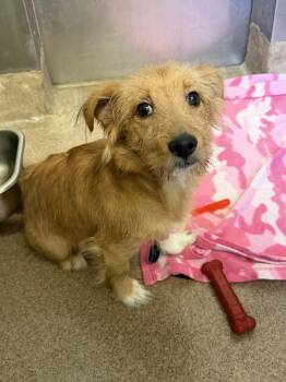 Ron -  Terrier Dog for Adoption in Chambersburg, Pennsylvania - Ron | PetCurious