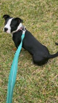 Stumpy -  American Bulldog and Mixed Breed Dog for Adoption in Gainesville, Florida - Stumpy | PetCurious