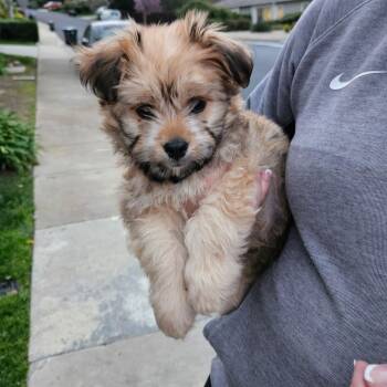 Maltipoo Dogs Available for Adoption - Benji | PetCurious