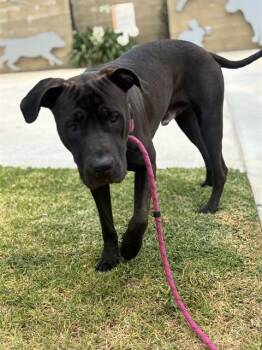 SEAN -  Pit Bull Terrier Dog for Adoption in Riverside, California - SEAN | PetCurious