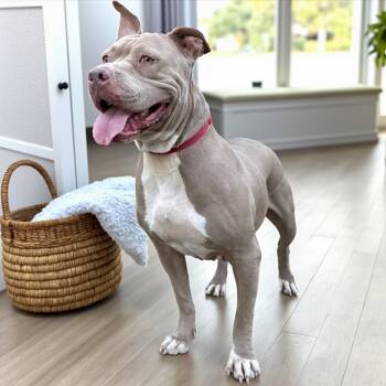 Rescue Pit Bull Terrier Dogs for Adoption in Lucas, Texas - Terry | PetCurious