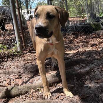 Rae -  Mixed Breed Dog for Adoption in Titusville, Florida - Rae | PetCurious