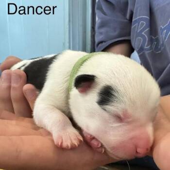 Dancer -  Australian Cattle Dog Blue Heeler and Mixed Breed Dog for Adoption in Lynchburg, Virginia - Dancer | PetCurious