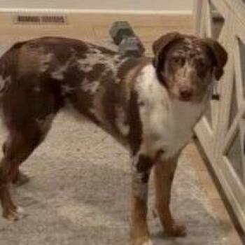 Australian Shepherd and Cattle Dog Dogs Available for Adoption in Wilmington, Delaware - Gandolph | PetCurious