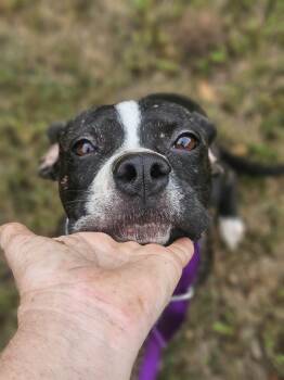 Tess -  Boston Terrier Dog for Adoption in South Kingstown, Rhode Island - Tess | PetCurious