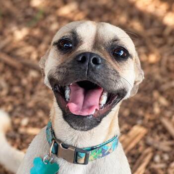 Gru -  Pug and Mixed Breed Dog for Adoption in Boerne, Texas - Gru | PetCurious