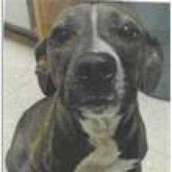 Penny -  Mixed Breed Dog for Adoption in West Palm Beach, Florida - Penny | PetCurious