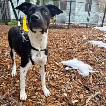 Hound and Mixed Breed Dogs Available for Adoption - Princess Posey | PetCurious