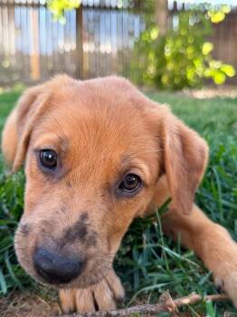 Ragu -  Shepherd and Australian Shepherd Dog for Adoption in Colorado Springs, Colorado - Ragu | PetCurious
