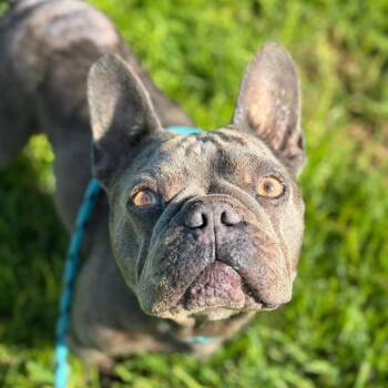 Rhino -  French Bulldog Dog for Adoption in Goleta, California - Rhino | PetCurious