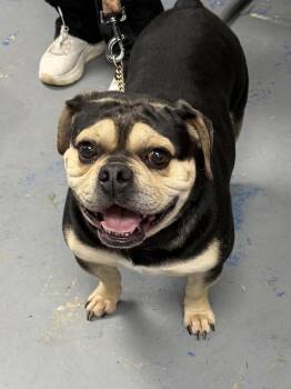 English Bulldog and Pug Dogs Available for Adoption - MIller | PetCurious