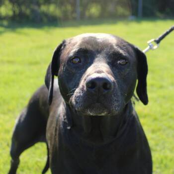 Labrador Retriever and Pit Bull Terrier Dogs Available for Adoption in Champaign, Illinois - Rose | PetCurious