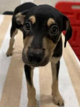 Shadow -  Mixed Breed Dog for Adoption in Honolulu, Hawaii - Shadow | PetCurious