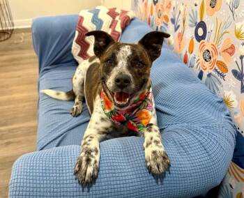 Cattle Dog and Pit Bull Terrier Dogs Available for Adoption in Friendswood, Texas - Etsy Bestie Your Lovey Dovey Bestie | PetCurious