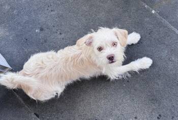 Theo -  Terrier and Schnauzer Dog for Adoption in Lockport, New York - Theo | PetCurious