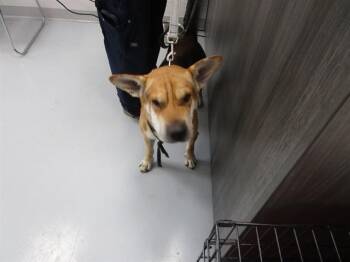 A386718 -  Shar Pei Dog for Adoption in Ocala, Florida - A386718 | PetCurious