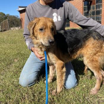 Rescue Golden Retriever and Shepherd Dogs for Adoption in Valley, Alabama - Honey | PetCurious
